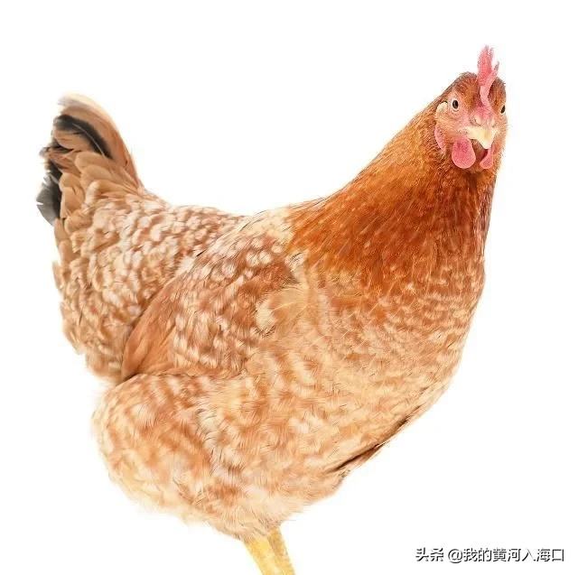 农村怪相：商贩在农村高价收购老母鸡，年岁越