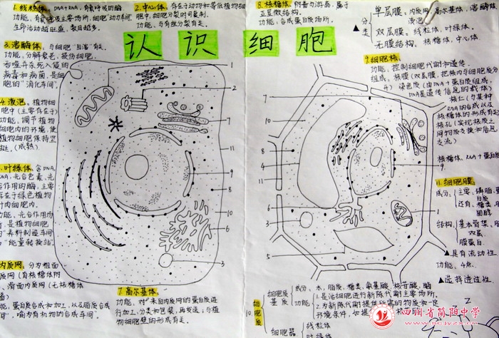 四川省简阳中学怎么样?首届生物学科节(图13)