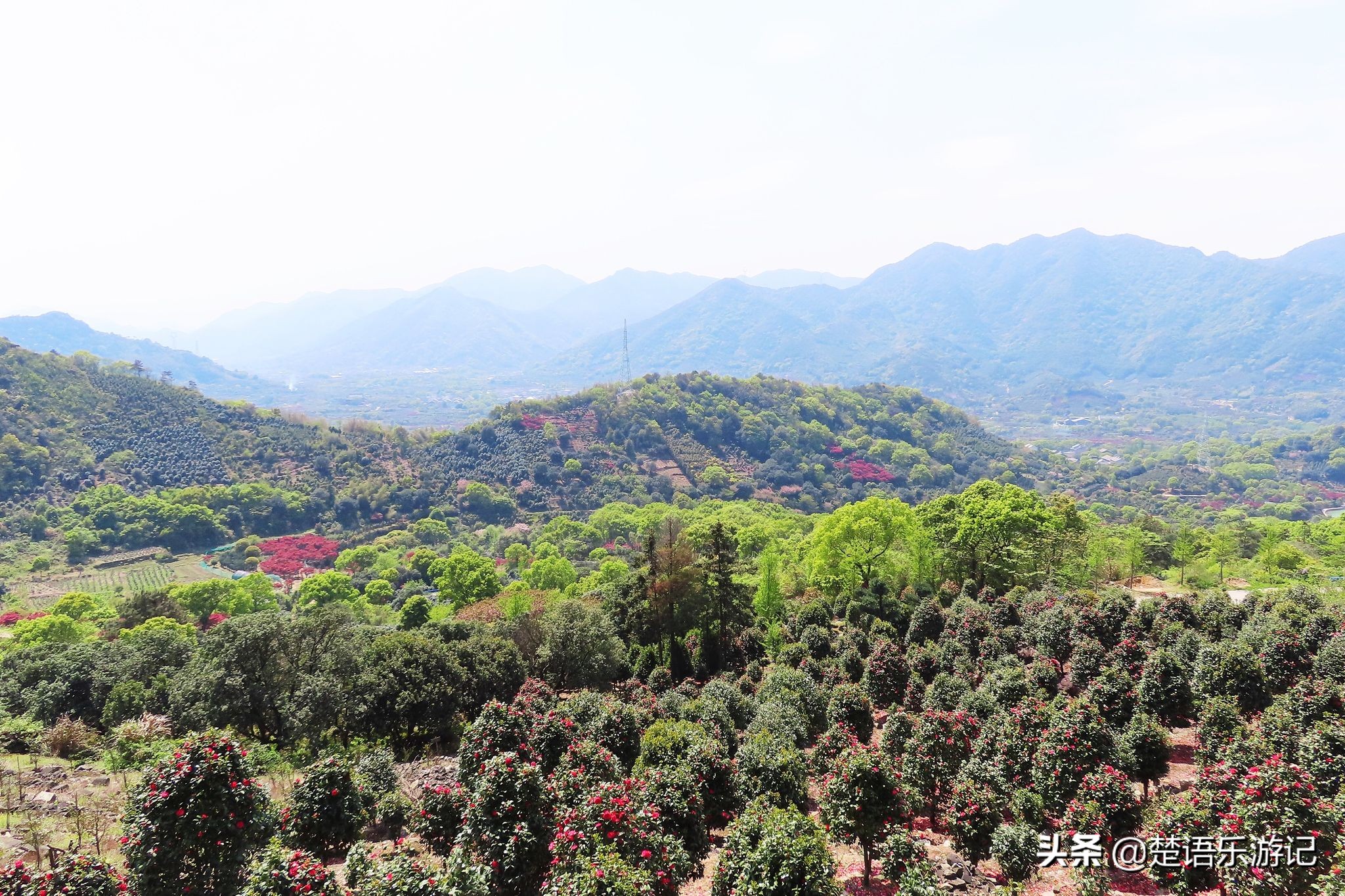 寧波東金峨村 同樣可以登山看杜鵑花 村頭有千年古剎 風景秀麗 楚語樂遊記 Mdeditor