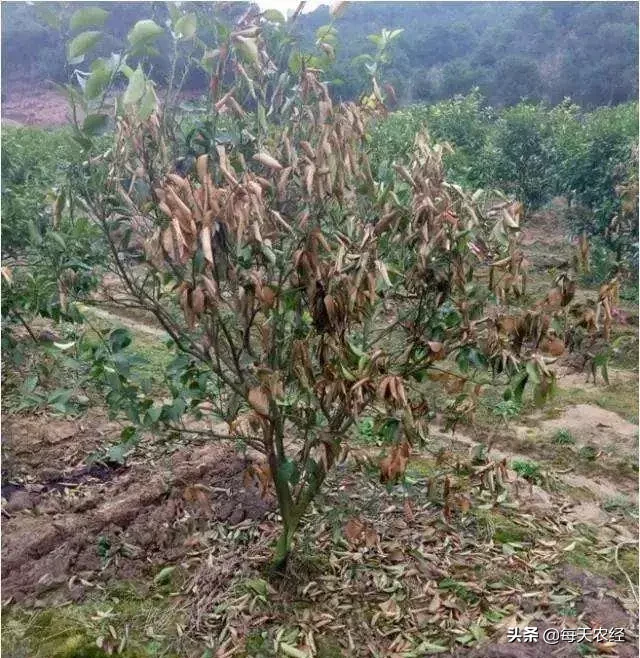 能当底肥使用的菌剂,你见过吗?