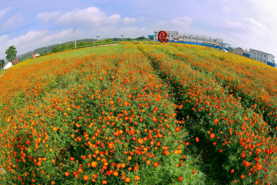 横县菊花迎来最佳观赏期