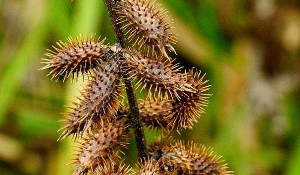 清末太监辛酸自述：为报父仇净身，晚上伺候贵