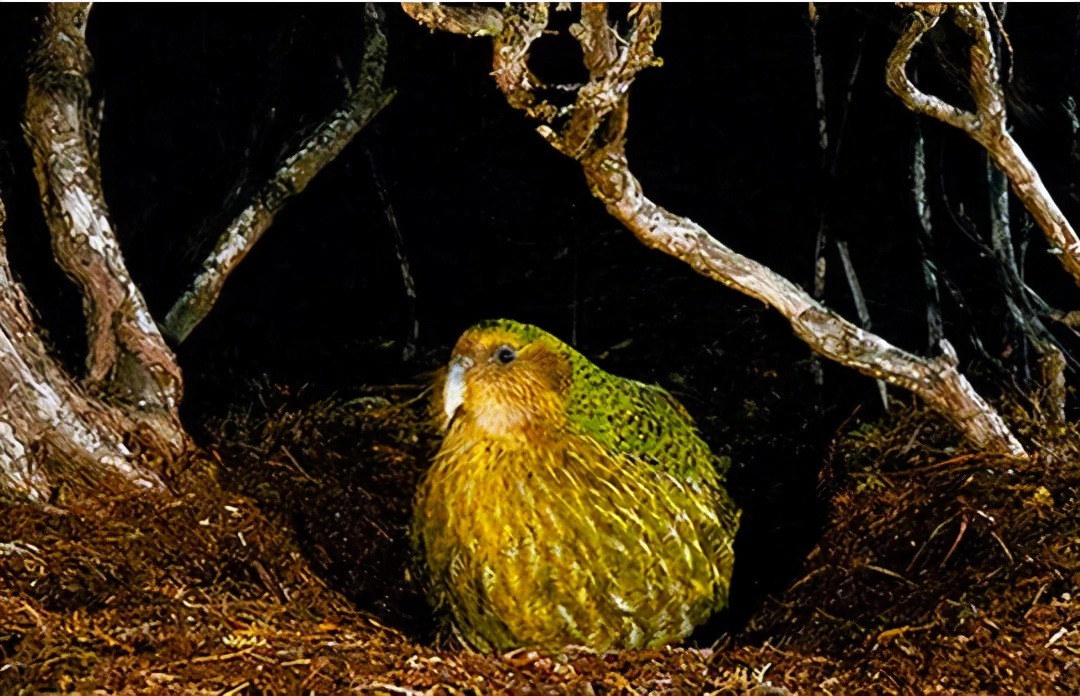 把人誤認為對象，交配季對人腦袋狂風暴雨，一無是處成為最佳鳥？