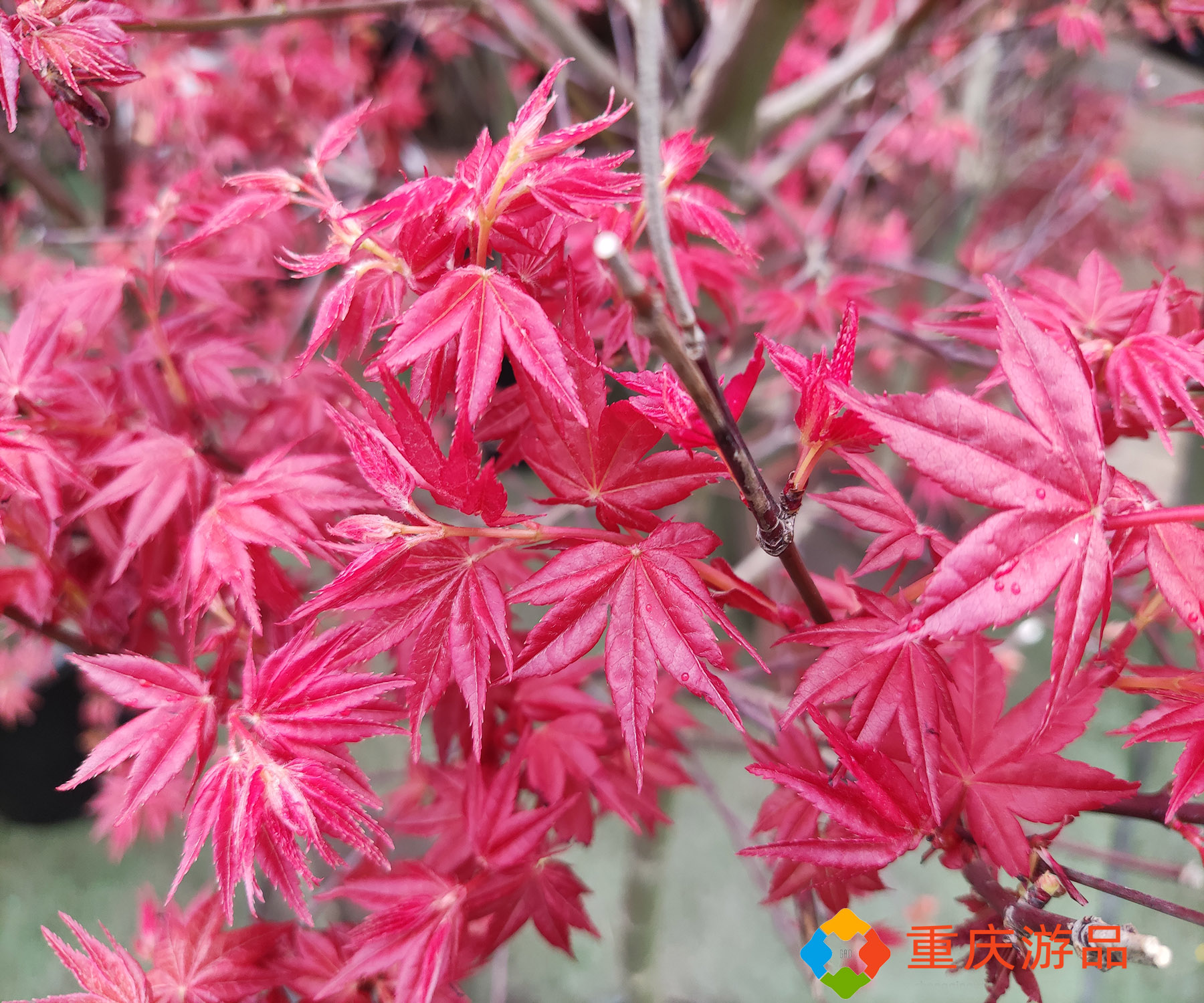 春天的一道风景线，在重庆望海花都也能买到的红枫，该怎么挑选？
