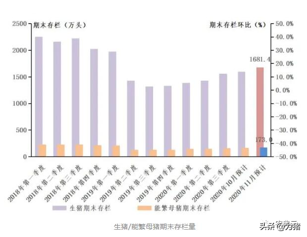 最新！自繁自养头均盈利1538元，仔猪价格每头降至1106元