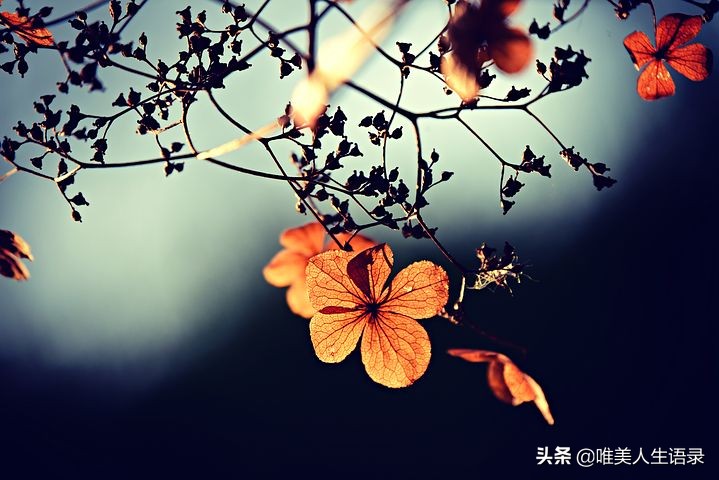 人生15句积极向上，一生受用的心灵鸡汤，阳光正能量经典语录-第11张图片-非凡网