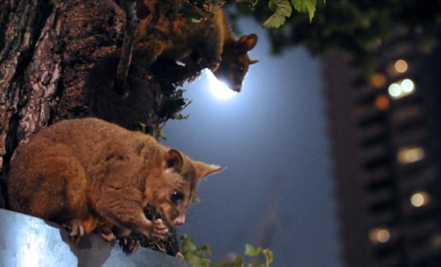 澳洲人家浴室突然出現�川普�生物，恐怖場景嚇壞眾人