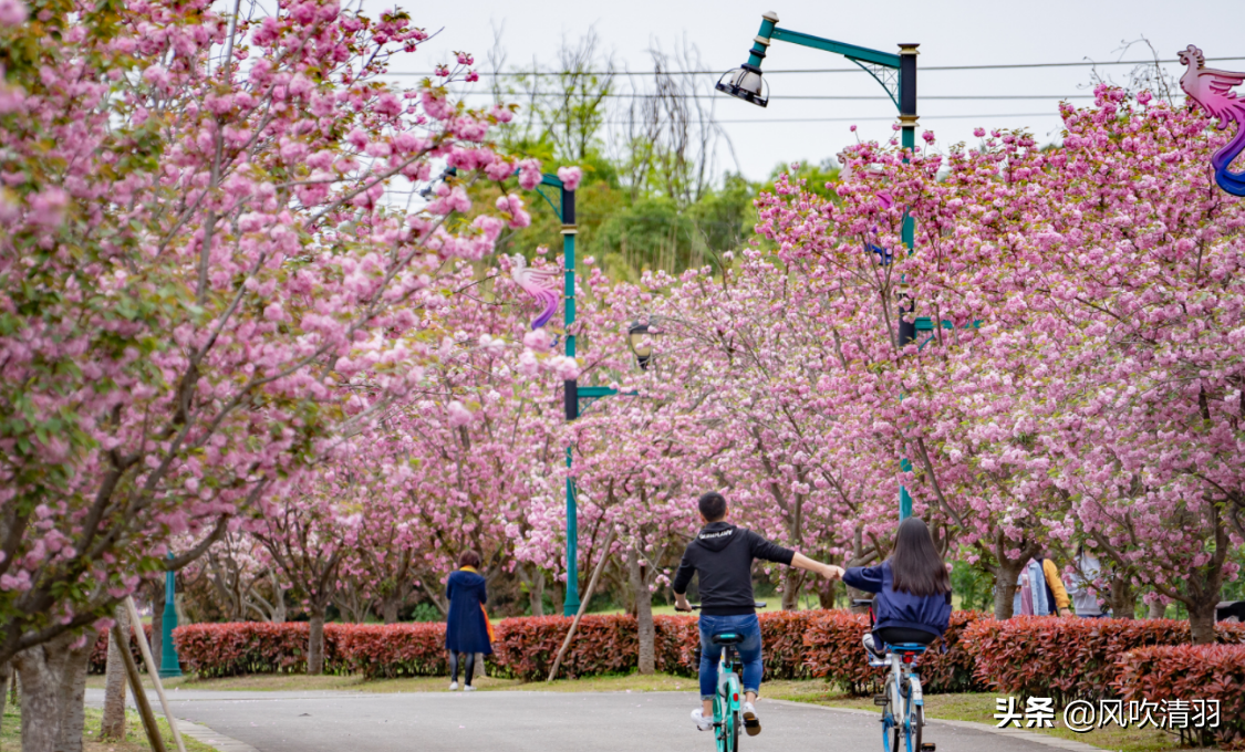 成都版 小東京 來了 櫻花已盛開 公園面積達1 5萬畝 風吹清羽 Mdeditor