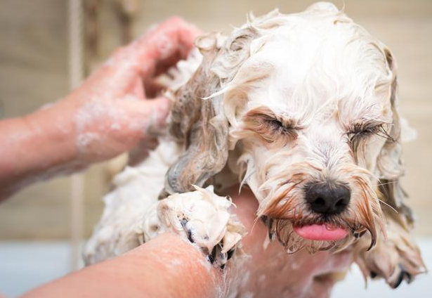 狗狗洗澡篇：别让你的无知，害了它