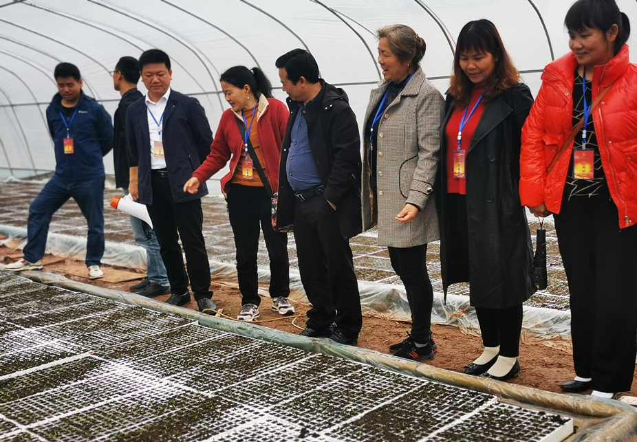 沅陵县陈家滩乡开展人大代表视察活动助力产业转型升级