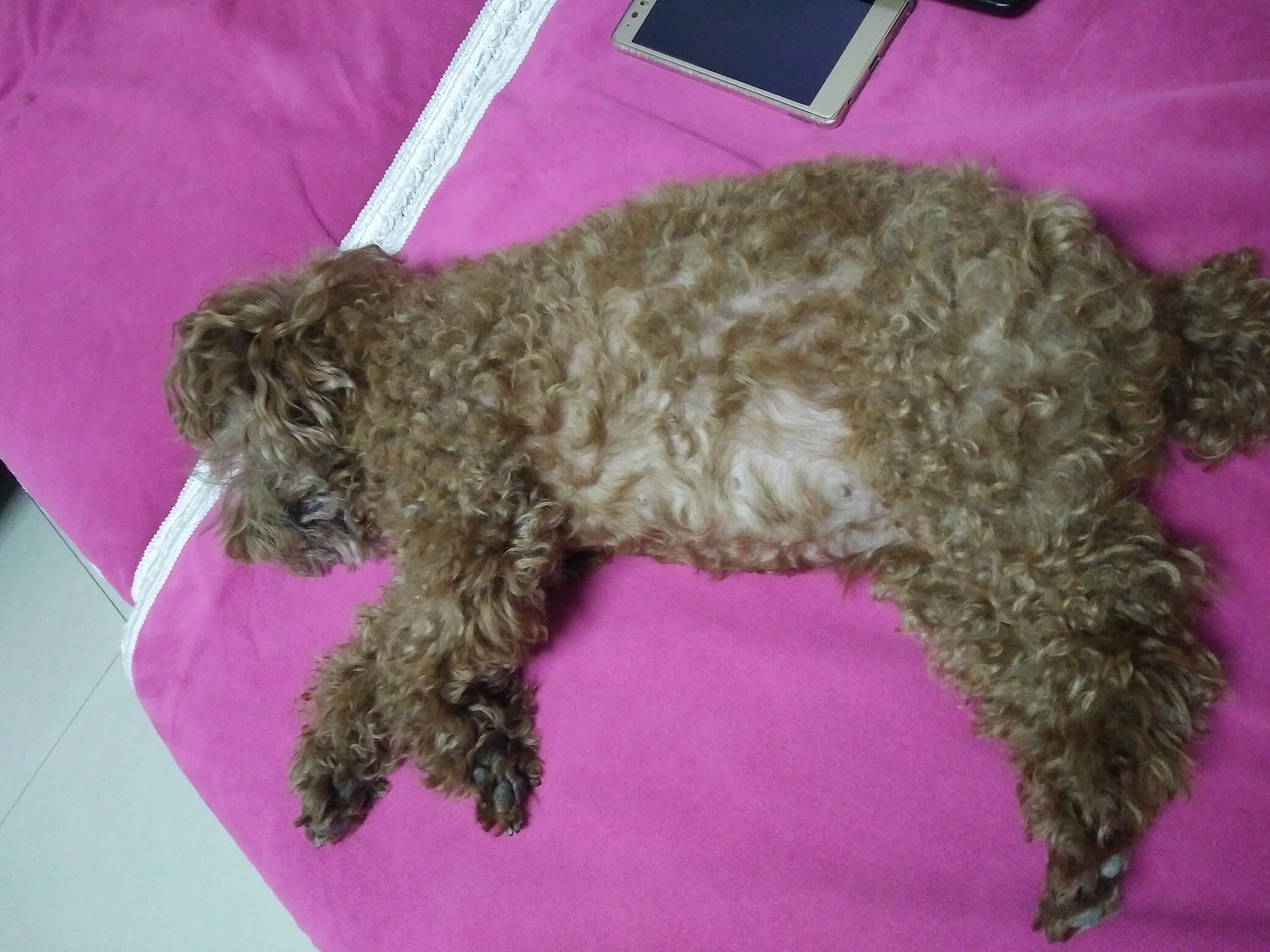 狗狗过度呼吸 不一定是在散热 还可能是身体疾病引起的 巨小萌 科学养宠专业平台