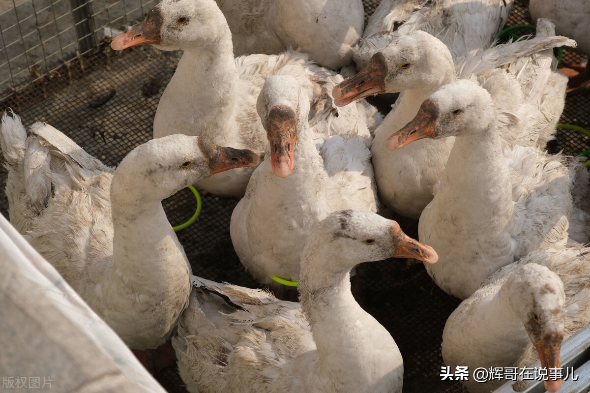 东北小伙开餐馆负债50万，摆摊“套大鹅”，一年收入200万