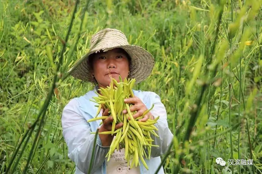 超级赞!汉滨这些农产品被评为全国名特优产品!
