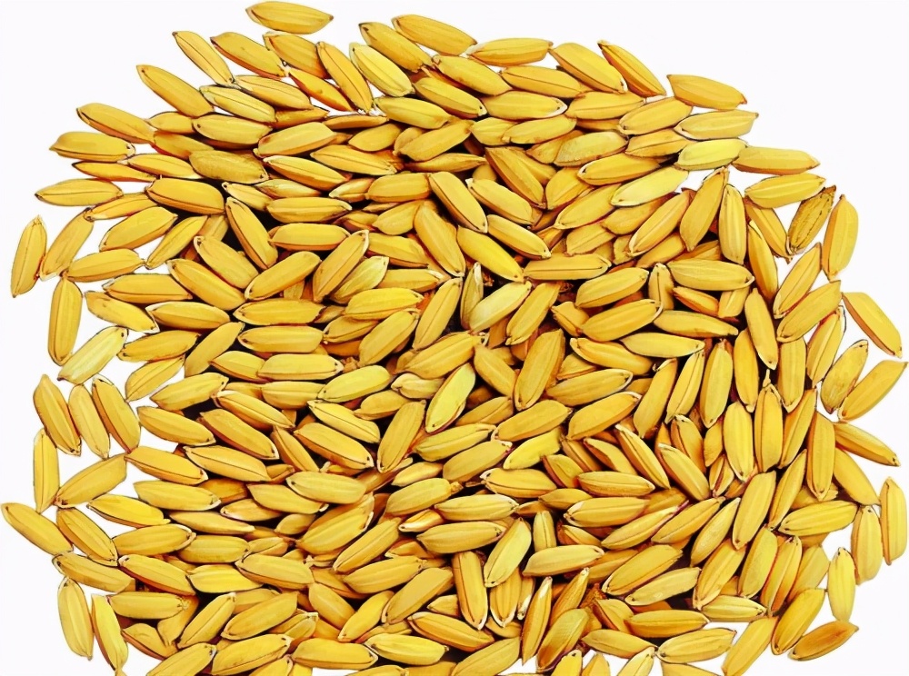 玉米风头已过？水稻价格却“暴涨”是啥原因？附：各地稻谷收购价