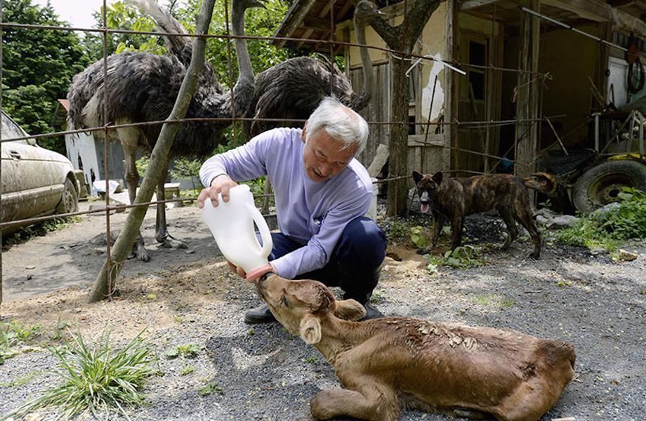 日本一6旬老人，曾主动去福岛“核辐射区”照料动物，结局怎样？