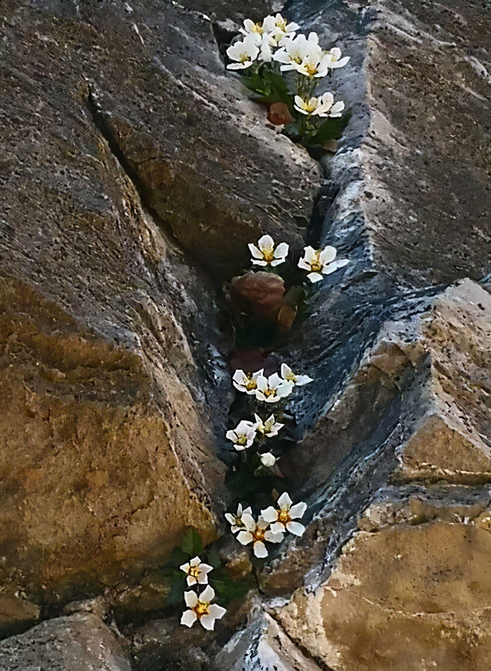 全球獨有的“絕壁奇花”，僅在太行山南部才能看到它，想養都很難