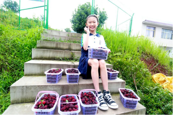 四川旺苍：首届杨梅节开采 上千亩杨梅喜获丰收