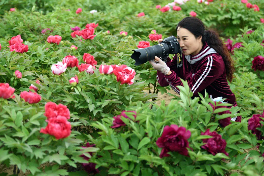 牡丹花开正当时，邀你一起来亳州赏花