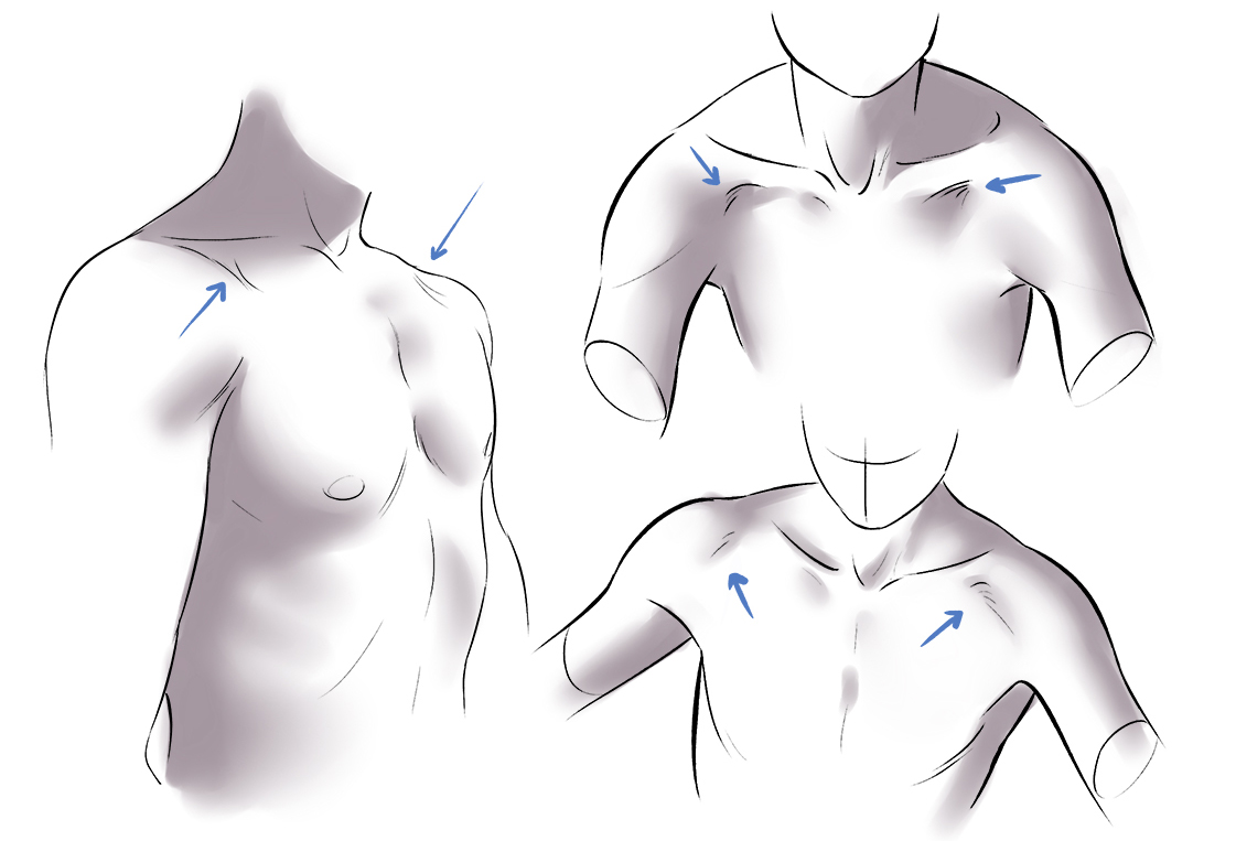 绘画新手如何快速画出人体肌肉？人体肌肉绘画指南