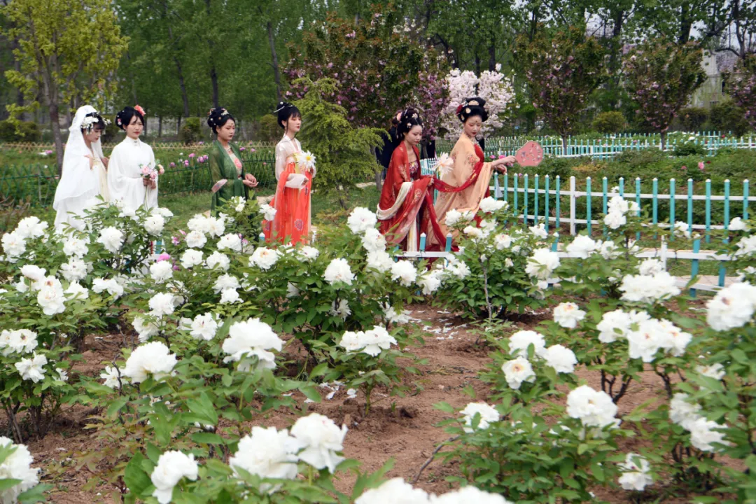 牡丹花开正当时，邀你一起来亳州赏花