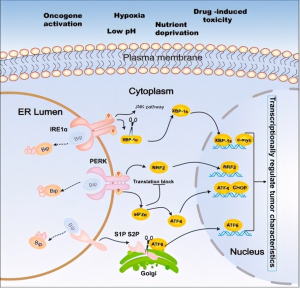 我院曾辉教授团队在血液肿瘤权威期刊jho发表论文