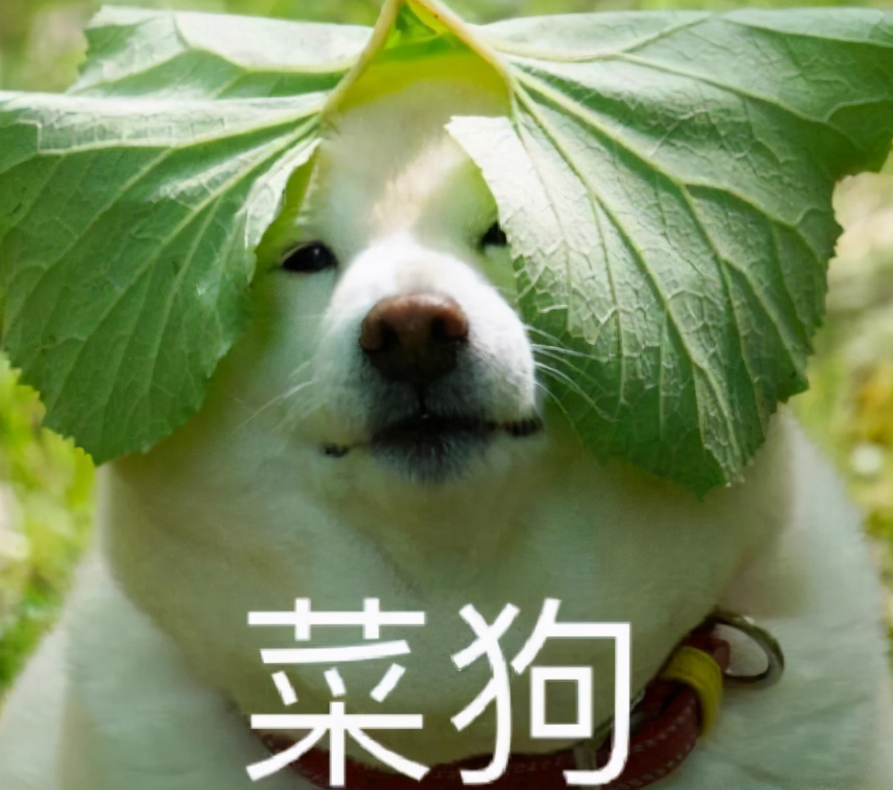 还要去接吗？伦敦封城了，小留学生的家长，“