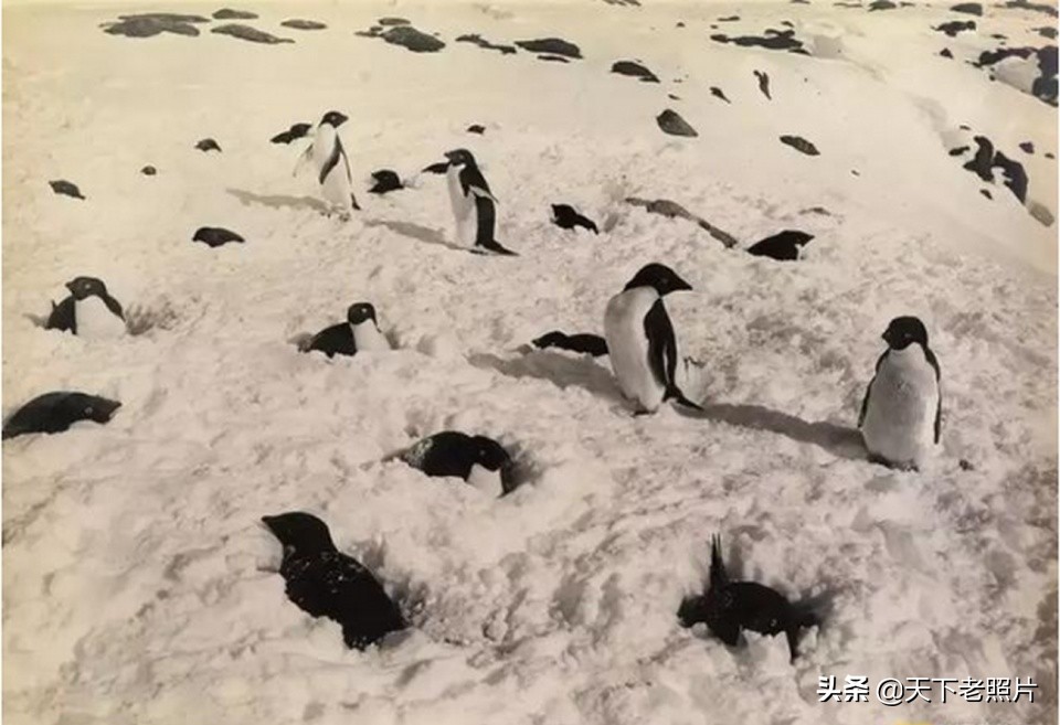 难以想象的1920年南极科考队乘大帆船考察老照片