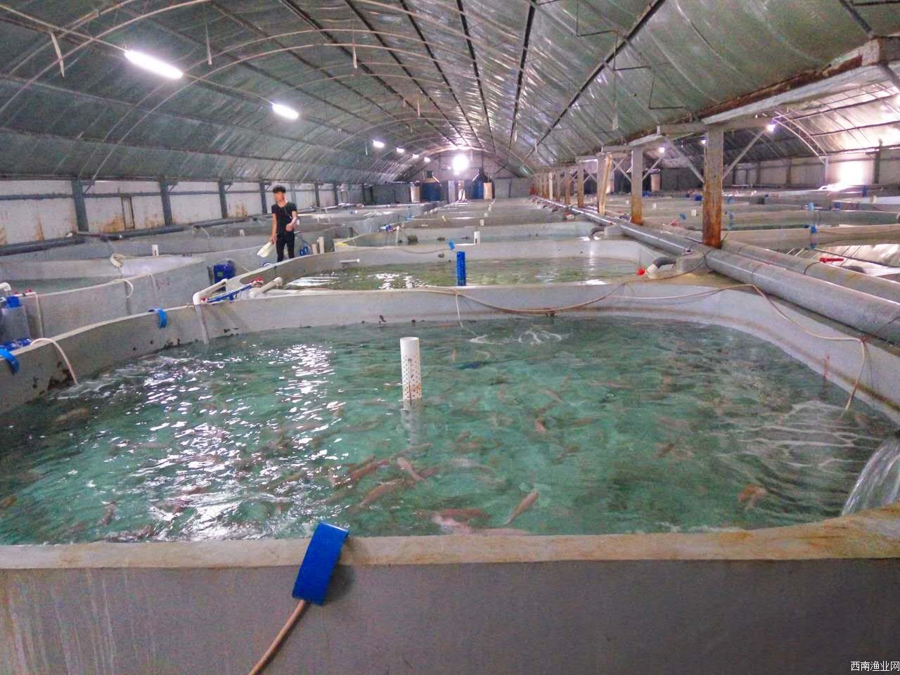 说一下工厂化养鱼和循环水养殖的浅见一哄而上一搞就垮内循环水养鱼集