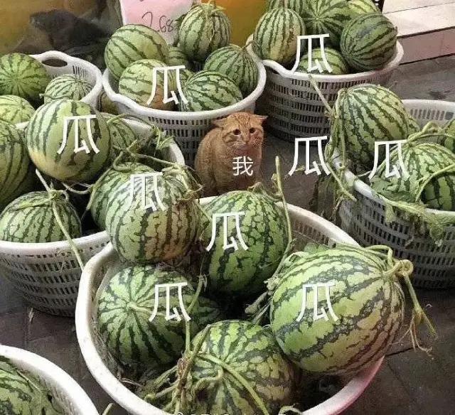 今日第一瓜，火速?lài)^