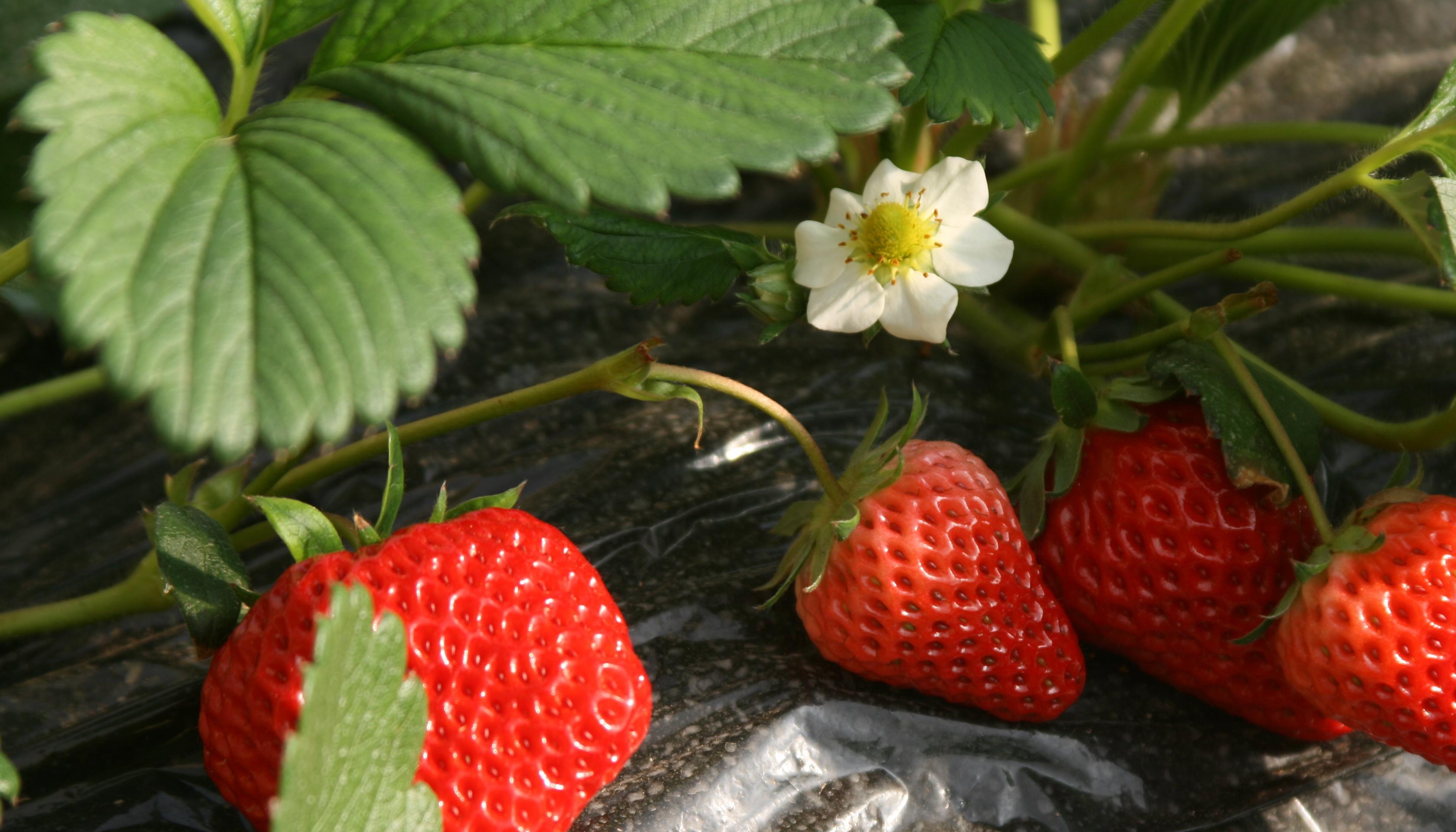 這4種水果很適合春季食用，不僅營養味美，還能幫助預防春燥