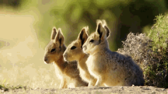 人多力量大，不止適用於人類