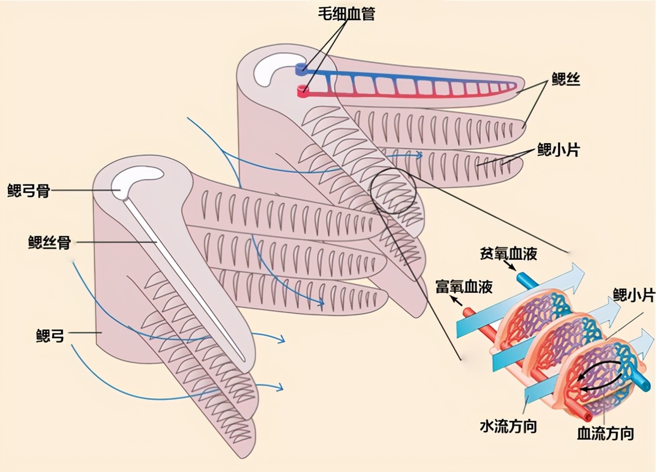 認識魚鰓及其呼吸特點：鰓是魚類最基本、最起碼、最重要的器官