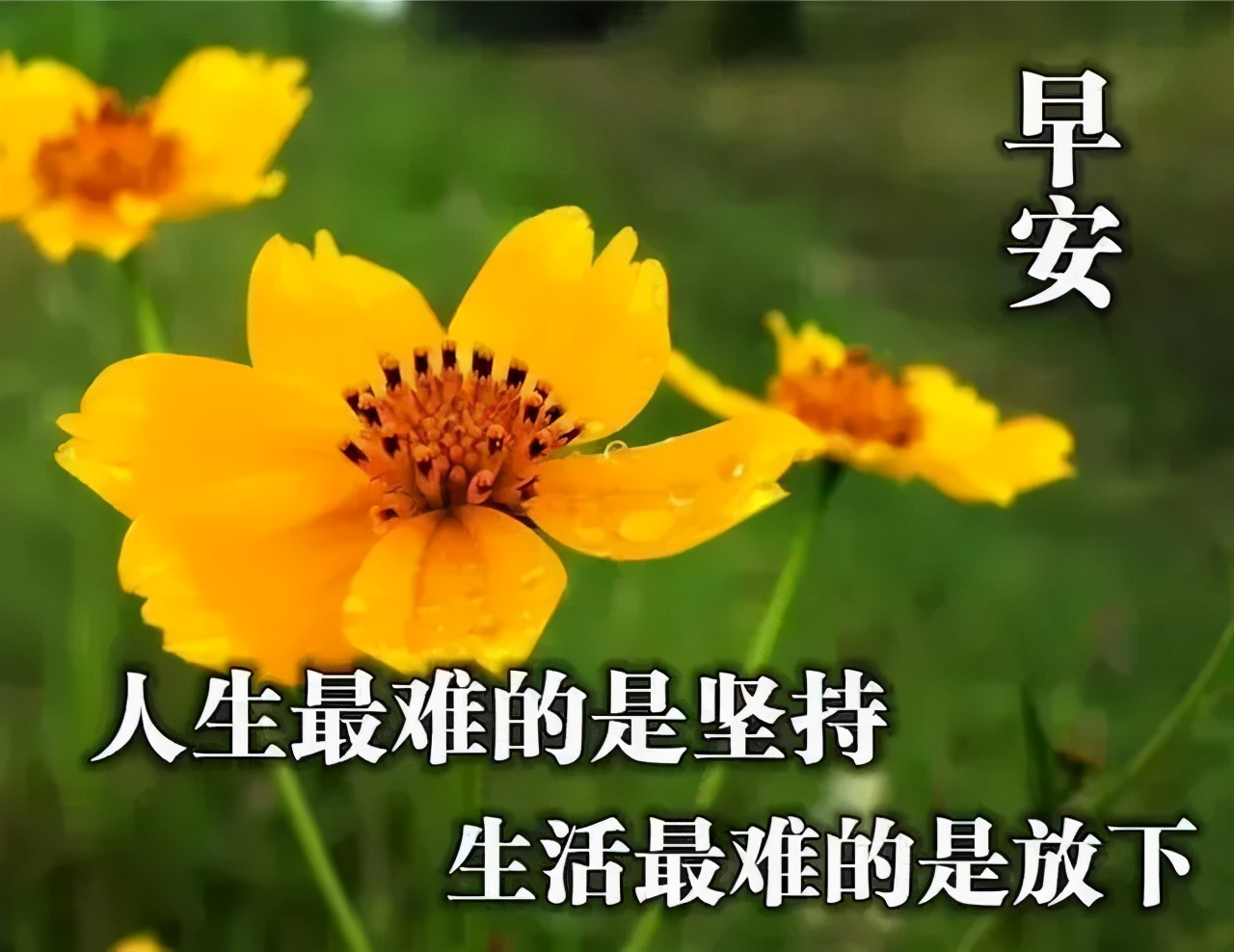早上好祝福语优美句子图片 唯美早上好动态表情包图片
