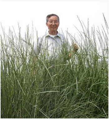 “杂交小麦之父”李振声：曾让小麦产量超越水稻，现年90岁高龄