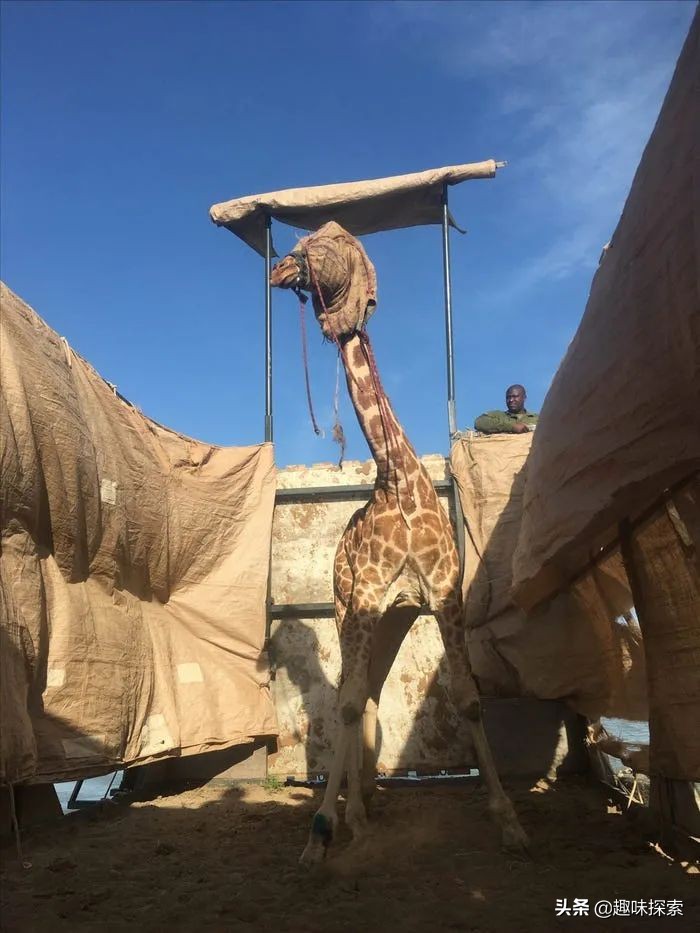 因水位每天上漲15厘米，九隻長頸鹿被困孤立島嶼，麵積僅8英畝