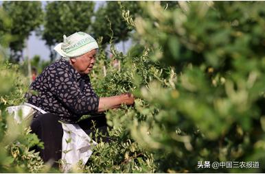 小暑來了，三伏天還會遠(yuǎn)嗎？這幾種降暑茶，伴您清涼度夏