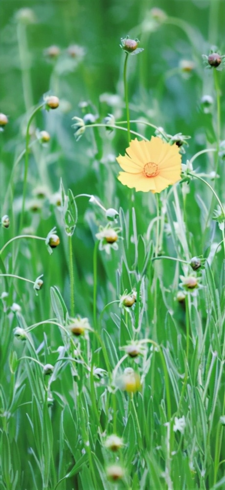 初夏的风 吹开了这片雏菊花海 资讯咖