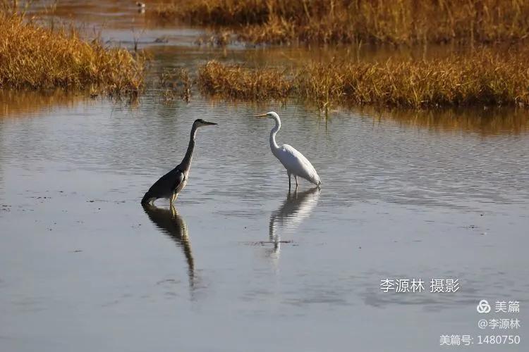 寒烟轻笼，白鹤戏水，民勤石羊河国家湿地公园宛如仙境一般
