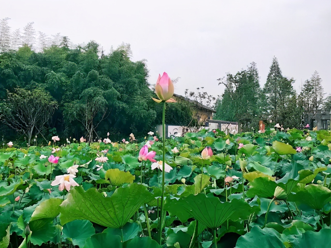 「文旅案例」“公司村農場(chǎng)”模式，6年時(shí)間村集體資產(chǎn)增長(cháng)300多倍