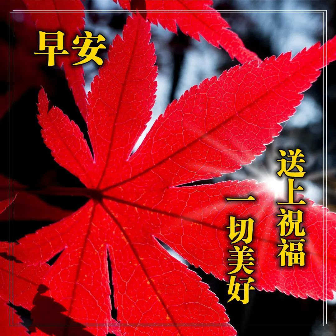 早上的问候图片带上精美的祝福语图片