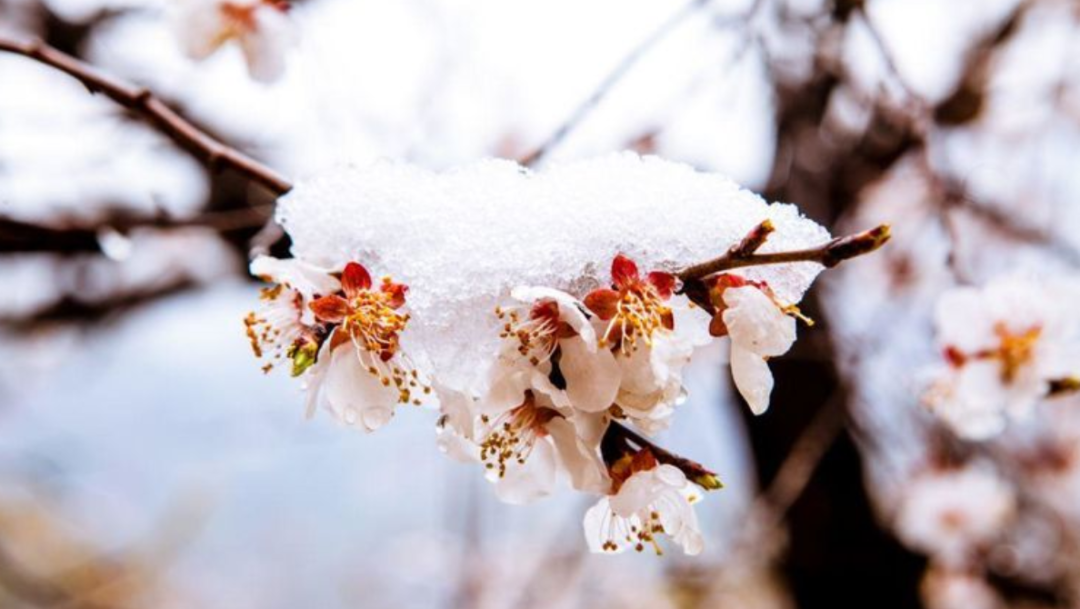 春雪初消好问程，十首春雪的诗词，看银装素裹如画风景-第3张图片-诗句网