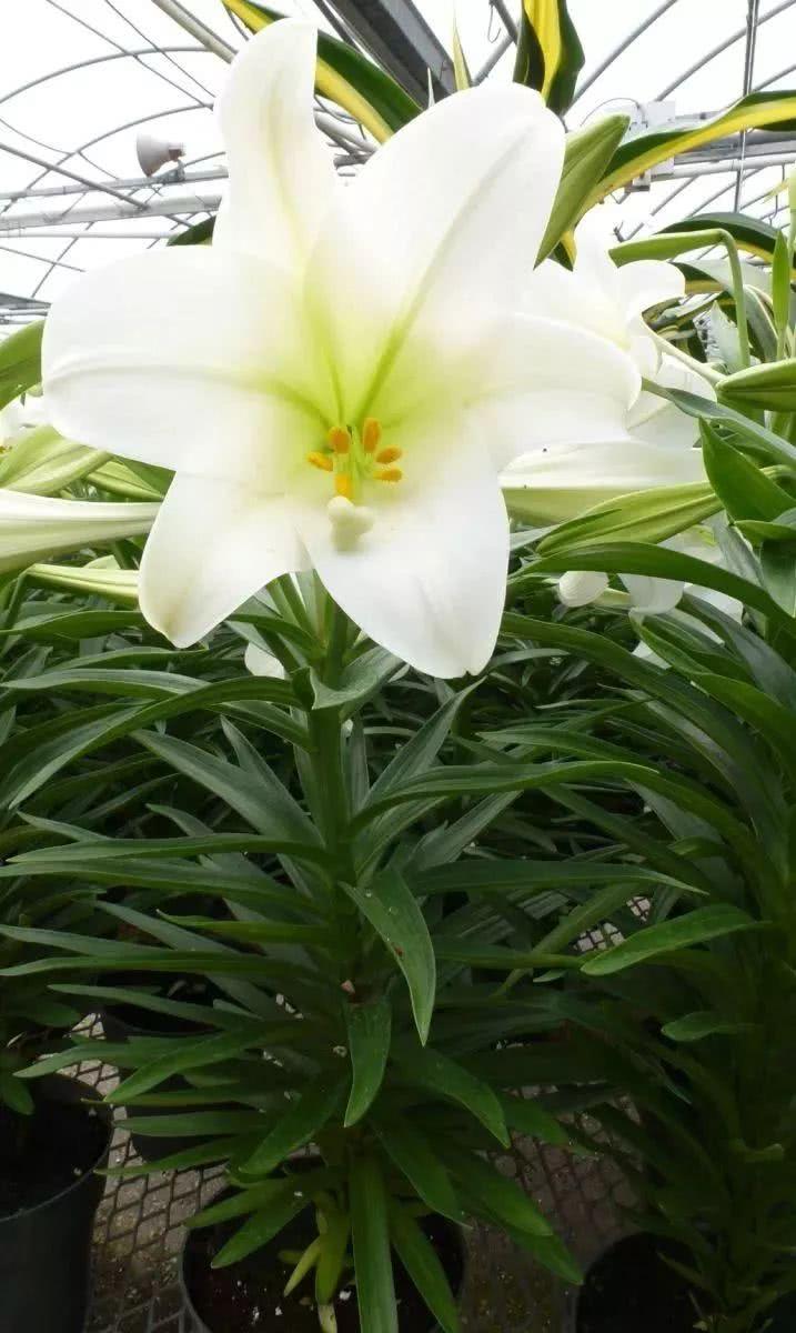 栽种百合的上盆小技巧，你都派上用场了吗？