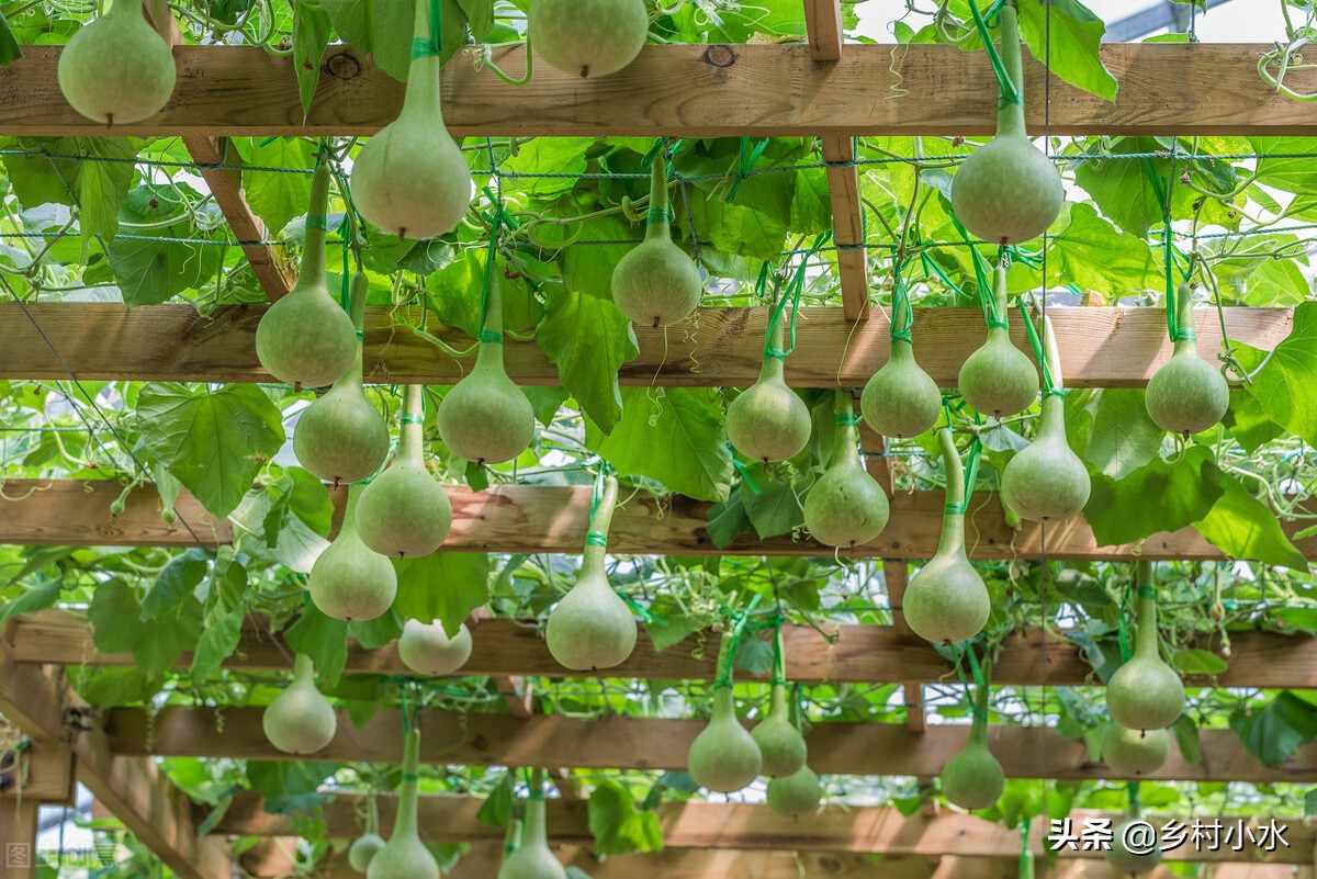 院子里有空地,种植一棵葫芦很省心!挂在家里能降瑞除邪