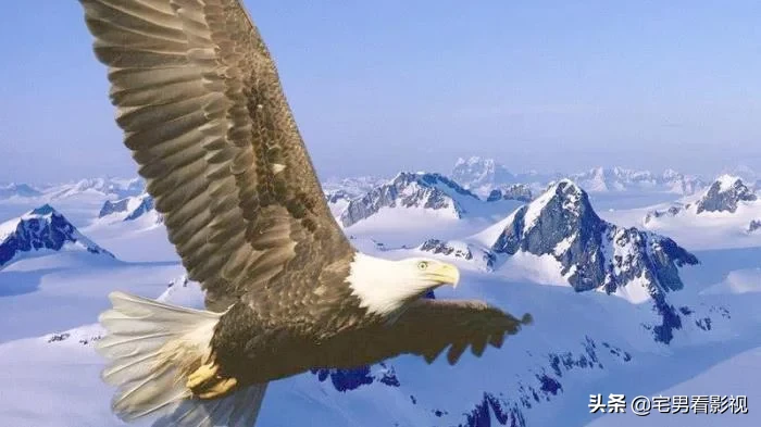 神话传说里的4大神鸟，第3完胜孙悟空，第1打伤