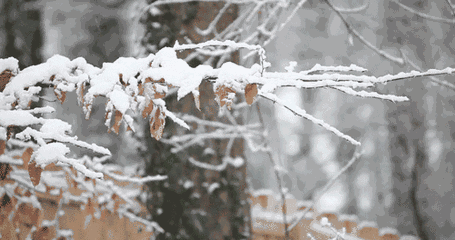 十首听雪诗词，感受古人诗意的冬天-第2张图片-诗句网