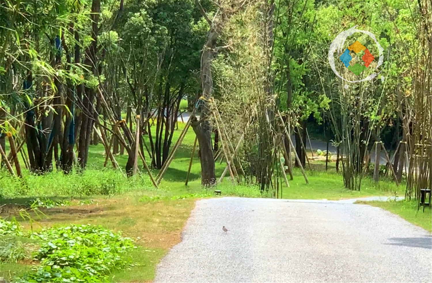 重庆广阳岛游玩攻略：一天逛完4大景点，美不胜收，拍照超好看