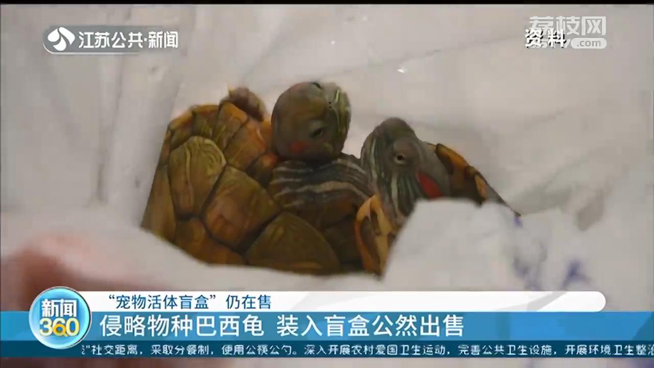 侵略物种巴西龟装进&ldquo;宠物活体盲盒&rdquo;，这种&ldquo;带血的生意&rdquo;该管管了