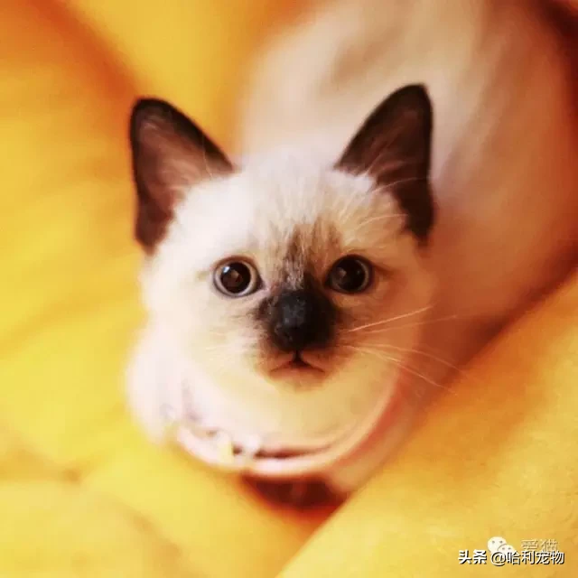 為什么暹羅貓會越長越黑？