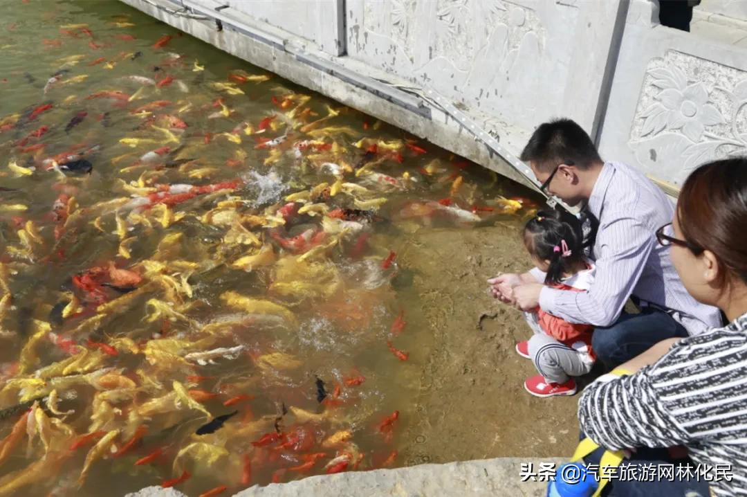 沂蒙马泉休闲园万亩樱桃花开,门票免费送啦