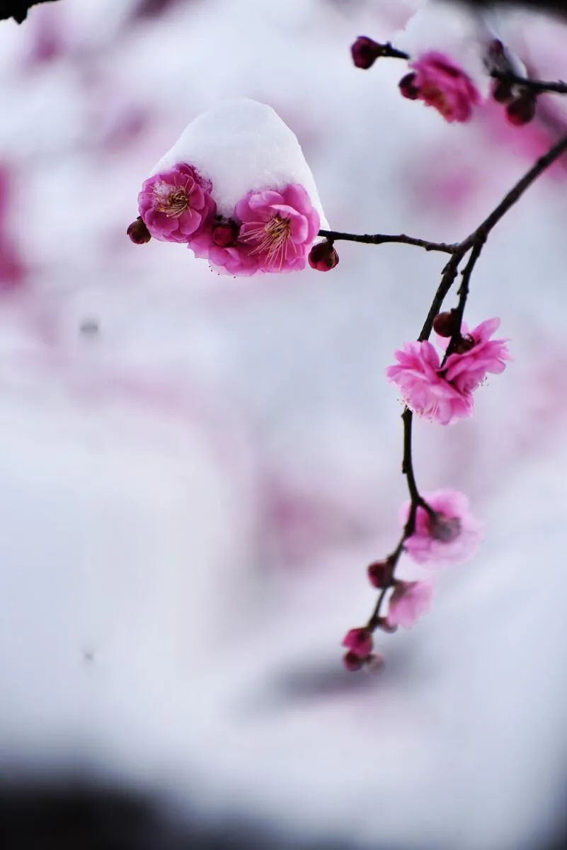 ​梅花香自苦寒来，十首观梅的诗词，一起欣赏美丽的梅花吧-第15张图片-诗句网